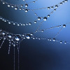 @spiderweb_dewdrops@blorbo.social avatar