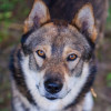 @WolfsTail@beehaw.org avatar