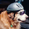 @bikedog@mastodon.gamedev.place avatar