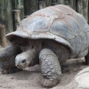 @The_Turtle_Moves@mastodon.online avatar