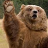 @Bear@beehaw.org avatar