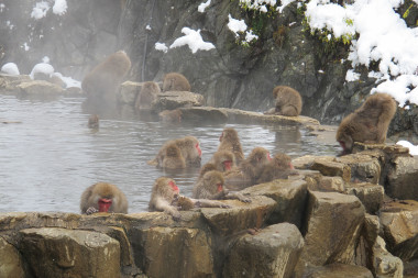 Photograph of macaques in a Japanese hot spring warming themselves. The spring is surrounded by snowy rocks, there is steam rising from the spring. Approximately 10 monkeys sit in the water or on the edge.