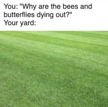 this is a meme. There is text at the top.

You: why are the bees and butterflies dying out 

your yard: 

And then below that is a picture of a manicured grass lawn