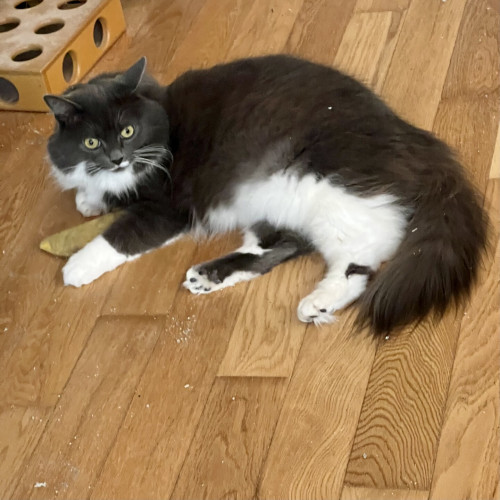Floofy tuxedo cat protecting her banana toy