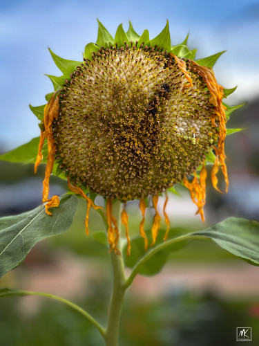 Close up color photo of a mature sunflower disk, the disk is pale and the yellow ray flower petals surrounding it are limp and drooping.