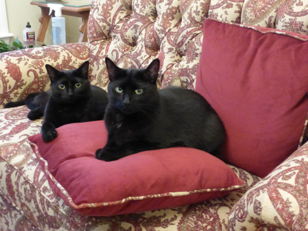 Two black cats sitting on a red cushion on a paisley sofa