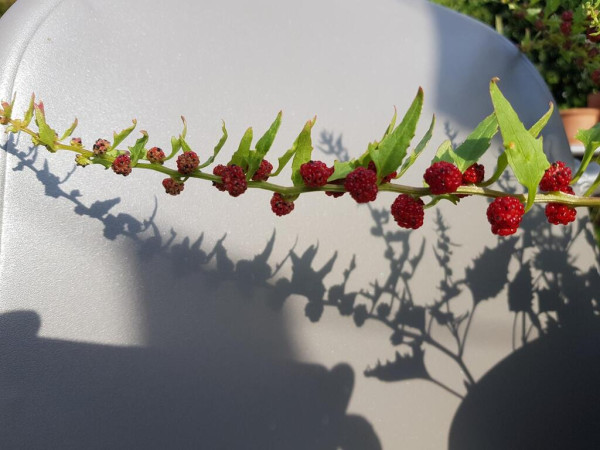 “Branch” of leafy goosefoot with light green leaves and bright red “berries”. The sun is shining and the plant is casting a shadow on a grey garden chair.