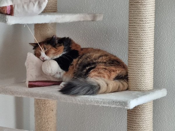 Calico cat sleeping on a pillow on a cat tree
