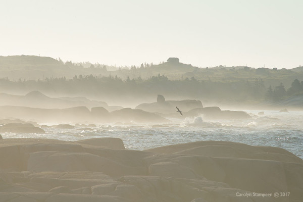 Very misty scene along the ocean. Standing out on rocks, looking towards the shore, water with waves crashing inbetween. A gull is flying over the water, silhouettes of short black spruce and huge chunks of granite rocks as layers of mist wrap around the shoreline.
