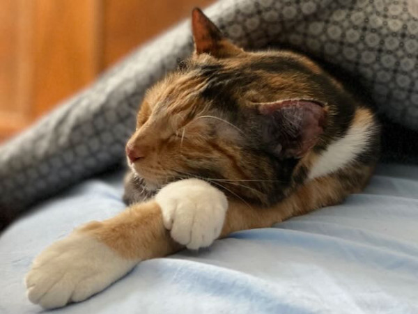 Une chatte calico est en train de dormir, allongée sur un lit et à moitié recouverte par une couverture, la tête posée sur ses pattes avant.