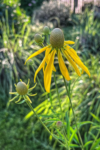 A tall stem of a grey-headed coneflower plant with its first flowering bloom of the year. There are several other unopened buds on the same stem waiting their turn. Each flower has thin, yellow, drooping petals arrayed around a grey, egg-shaped center. The tall, wispy stems and flowers sway gently in the breeze. Other garden greenery and tall ornamental grasses in the background of the photo are catching the gentle evening rays of the setting sun.