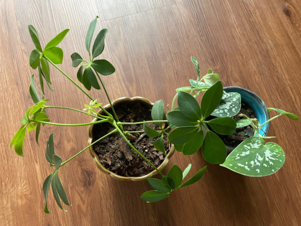 Left: mini umbrella tree, a plant with an upright stem and alternating leaves, each leaf has 7 radial leaflets. Right: satin pothos, not a real pothos but similar, vining plant that has some exposed shiny parts on its leaves like a metallic scratch off card.