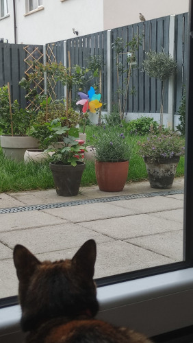 Maeve the tortie cat is intensely looking from behind the window at a thrush, who's standing on a fence.