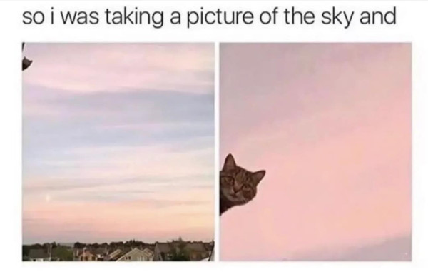 Cat and Sky