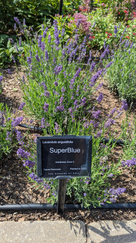 A lavender plant with a black label in front of it identifying it as
Lavandula angustifolia
SuperBlue
Hardiness Zone 5
Darwin Perennials
Planted in 2023

It has many purple/blue flower spikes.