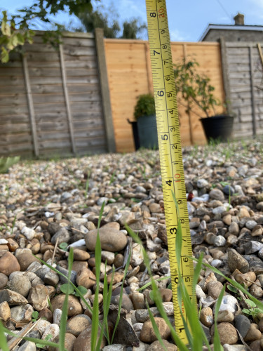 Outside, daytime. Camera is at ground level facing a gravel area with a wooden fence out of focus in the background. Bits of grass grow all over the gravel. Close to the camera, there is a yellow tape measure showing that the grass is 4" tall.