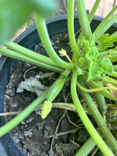 Has this zucchini already been pollinated?