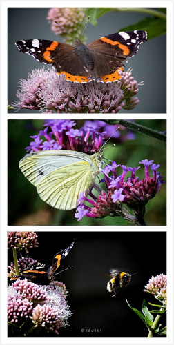 3 butterfly photos. One with a small bumble bee that the butterfly managed to push off his flower.