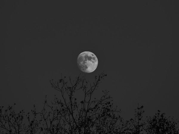 Black and white picture of a lighted moon before a grey sky, with black tree branches with little foliage underneath.