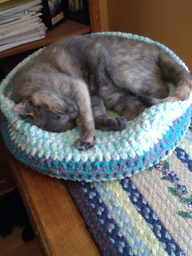 A grey, orange and white cat is curled up in her crocheted cat bed on a braided runner on top of a bookcase.  She is fast asleep.