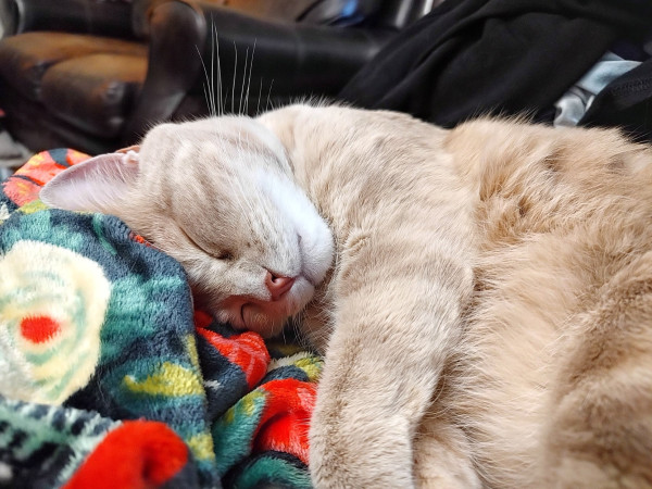 Photo of a sleeping curled-up orangey cat on a multicolored blanket. Her name is Laddi, and she is precious.