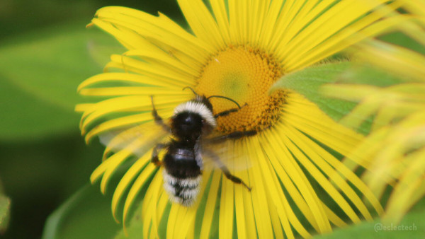 A photo of a black and white fluffy bee on the pollen on a yellow flower. The bee has a white fluffy collar, and three white fluffy stripes on its bum. 