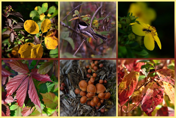 Photo collage in 6 panels, 3 across top, 3 across bottom more or less square. Framed in red-brown in centre blending out to pale gold top and bottom. 
Top left a branch with bright gold oval leaves in front of another with narrow spear head shaped leaves in dark winey colour, and some green leaves farther back. Centre a small bird with black cap and chin, white swathe from eye to neck, grey back with some white and black on wings and tail, on partly bare branches with some yellowing leaves. Right tiny black shiny bee on  deep yellow  simple flat rose-like flower, dark shadows behind.
Bottom left compound palm shaped leaf of 5 toothed leaflets, deep wine colour, other leaves behind ranging from green to reddish. Centre cluster of many small to medium orangey brown emerging mushrooms- largest look like the tops of tiny dinner rolls, growing out of grey shredded wood. Right dense foliage of somewhat pointed oblong oval leaves in various shades and stages of autumn colour, bits of green through gold, pink, orangey red, all with darker spots and some holes made by insects.