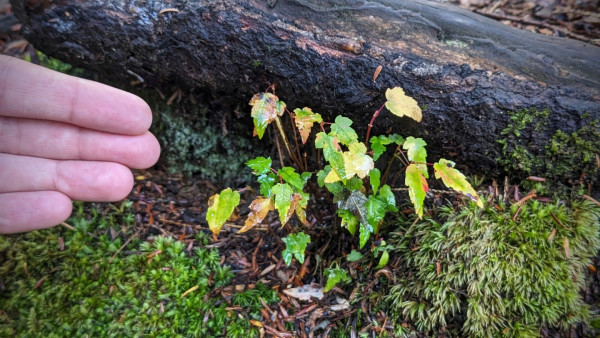 Clump of red maple seedlings with tiny leaves growing out of the moss beneath a big tree root. Part of my hand is in the photo for scale.