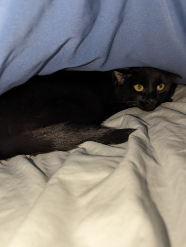 Black cat peering out from between the covers on a bed