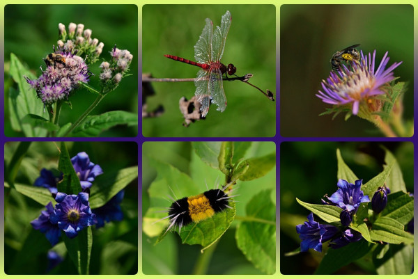 Photo collage in 6 square panels, 3 across the top, 3 bottom. Framed in violet in centre blending to pale yellow green top and bottom.
Top left: clusters of the fuzzy flower heads of an Asian Sawwort- individual heads vaguely like thistle flower heads, narrow with small violet florets poking out of whitish fuzz. A small bumblebee with orange band on back end sits on one flower cluster. Centre: a small deep red dragonfly with translucent wings (with hints of red highlights/spots) catches the sun sitting on a bare branch end. Right:a very small black bee with fine white stripes and an underneath all yellow with pollen sits on lavender coloured Aster flower head with many narrow ray flowers. Bottom left and right: a narrow stem with pointed green leaves and a number of tubular, flaring flowers coming from leaf axils. Flowers are deep violet on the outside of the tubes, opening out to a deep gem blue, with lighter guide lines visible inside. Centre: a long haired caterpillar, deep yellow in the middle , black on both ends, with random clusters of longer white hairs coming from each end.