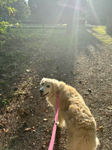 Lacie, the big white dog, on her leash in a park, looking back at the camera. The morning sun is low in the sky giving her a nice look