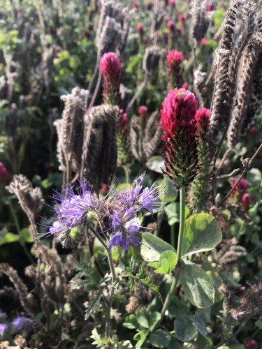 A curling mauve flower head with long stamens on the left and a long, tall spike of deep red clover on the right. Greyish, vertical seed heads are visible behind.