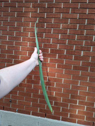 A hand holding a huge green onion stalk.