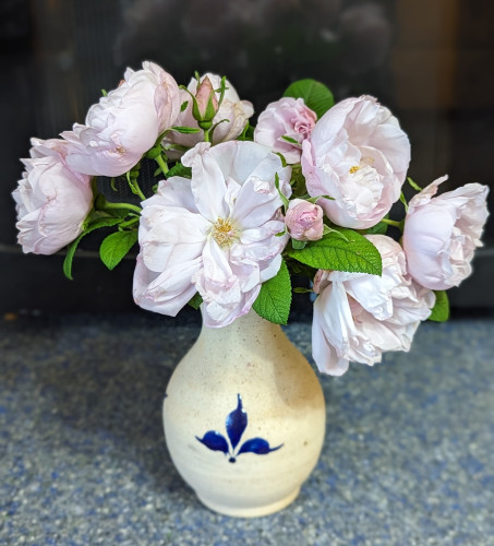 A cream and dark blue vase with very light pink shrub rose flowers.  There are around a dozen blooms ranging from buds to fully open.