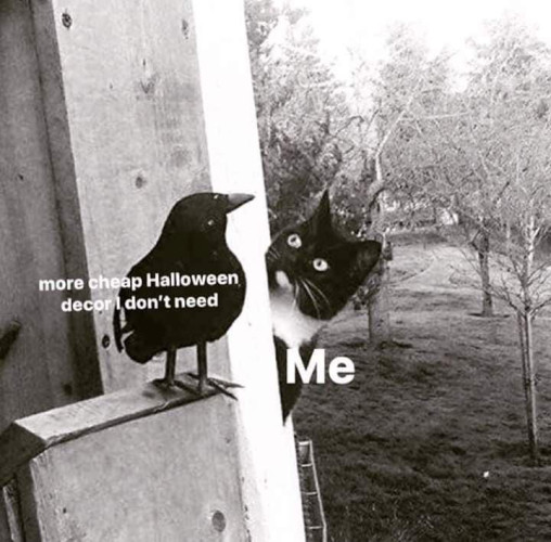 A crow sitting on a ledge with a cat peering out from behind a corner looking at it.
The caption under the crow says "more cheap Halloween decor I don't need"
The caption under the cat says "Me"