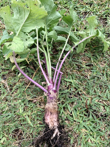 A radish laying on the grassy ground. It has been pulled up and most of the first removed. The leaf stems are bright magenta and the leaves are green and a bit bug-nibbled. The root of the radish is thick and sort of tubular, not round. 