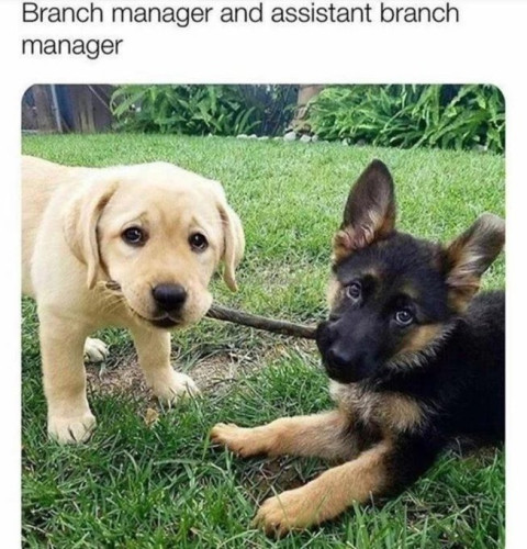 Branch manager and assistant branch manager
2 puppies (different breeds), each holding a side of a same tree branch.