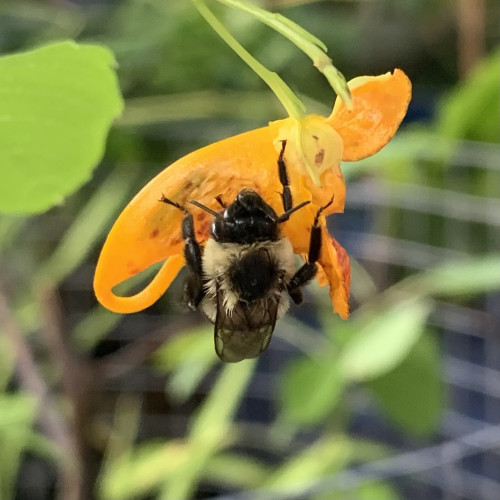 A fuzzy bee grasping on the side of an orange jewelweed flower. The bee is mostly black and has latte colored fuzz with a black circle of fuzz on its thorax. The flower looks a it scratched and sooty where the bee’s left top left is trying to hold on. There are some dark orange dots along the side of the flower. Jewelweed look a bit like beta fish but with a curved tail instead of hind fins. The flower actually naturally hangs “upside down.” The pic is taken from the side so you can’t see the three petals as they flare out of the opening of the flower. 

In the background is faded greens of seedlings and fencing. 