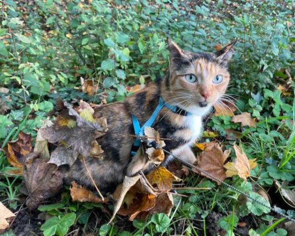 Une photo prise en extérieur montre un chat tricolore, tenu en laisse, qui semble émerger d'un tapis de feuilles mortes.