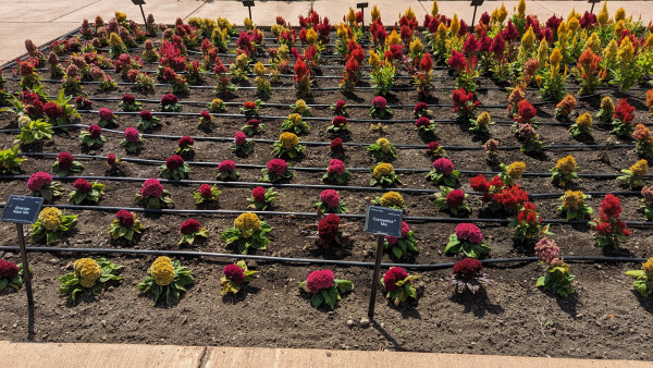 This picture of a bed of different varieties of celosia explains exactly why we gave up on it as a bedding plant in our yard! LoL - if Ball can't make it look good, we don't have a chance.

The plants all look reasonably healthy and are blooming with red or yellow, but it is not filled in and one sees more dirt than flowers.