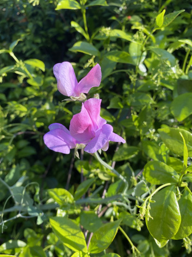 Purple sweet pea flower against a background of jasmine in the sun waiting to flower.
