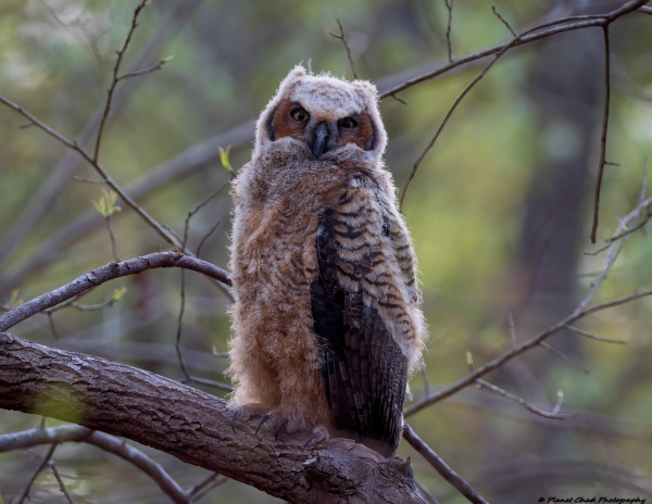 A juvenile great horned owl also called a owlet perched on a tree. it feathers are a mix of brown and white with yellow eyes. The background is all forest.