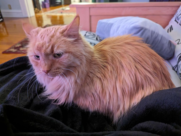 an orange fluffy cat in the 'loaf' posture. his ears are slightly back and he looks annoyed