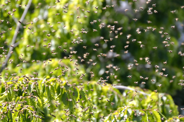 Ein geschäftiger Bienenschwarm im Tänzelflug um begrünte Äste. Foto: Niklas Stumpf @ Unsplash