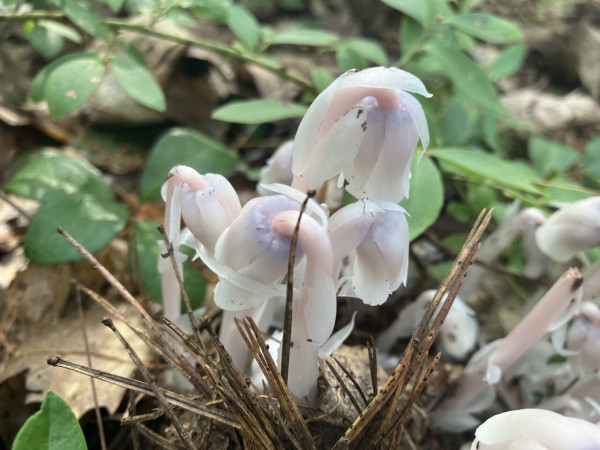 A cluster of ghost pipe flowers (Monotropa uniflora) in closeup. The stalks and flower ends are an eerie white, reddish at the top curve of the stalk and darkening to purple at the base of the bell.
