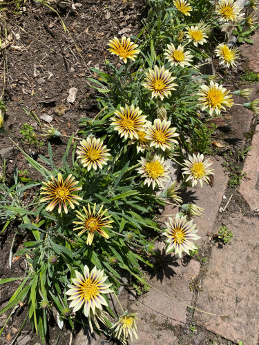 Row of cream and purple gazanias along a brick path, from above. They’re spiky looking flowers but also cheerful.