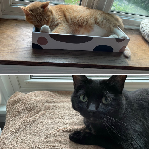 2 cat pics. Orange tabby on top. Black kitty on bottom. Both in resting mode. 