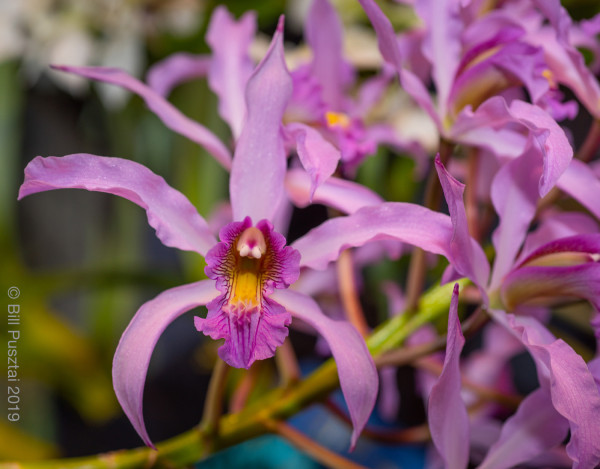 In a greenhouse setting, an orchid with ruffled deep pink and yellow labellum and lighter pink on the other more linear petals and sepals. Many more flowers on the same stem in the background.