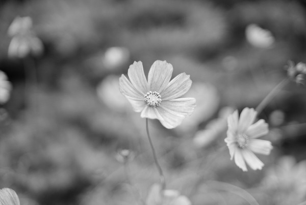 Black and white flowers. Focus is on the flower in the middle and the background is pleasantly out of focus.