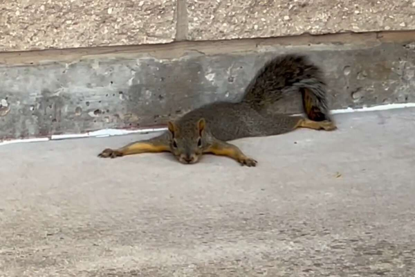 A squirrel was spotted splooting at Inks Lake State Park in Burnet County, Texas this week. 

